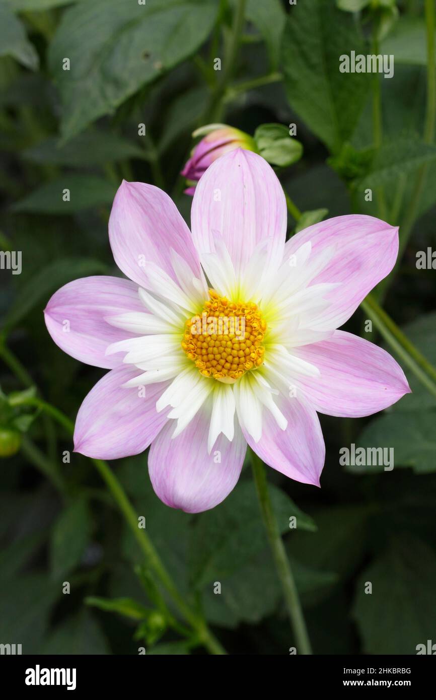 Teesbrooke audrey dahlia hi-res stock photography and images - Alamy