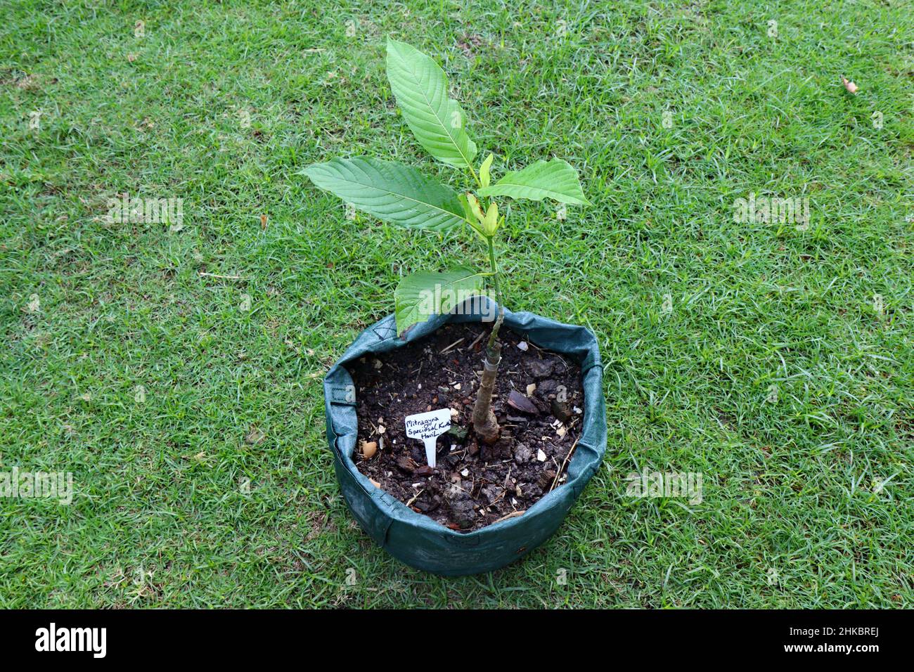 Homemade vegetable gardening, Build a Kratom tree (Mitragyna Speciosa  HaviL.) on a strong source in a green fertilizer pot. Stock Photo