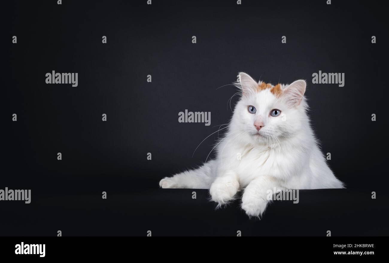 Handsome senior Turkish Van cat, laying down with paws over edge. Looking away from camera with blue eyes. Isolated on a black background. Stock Photo