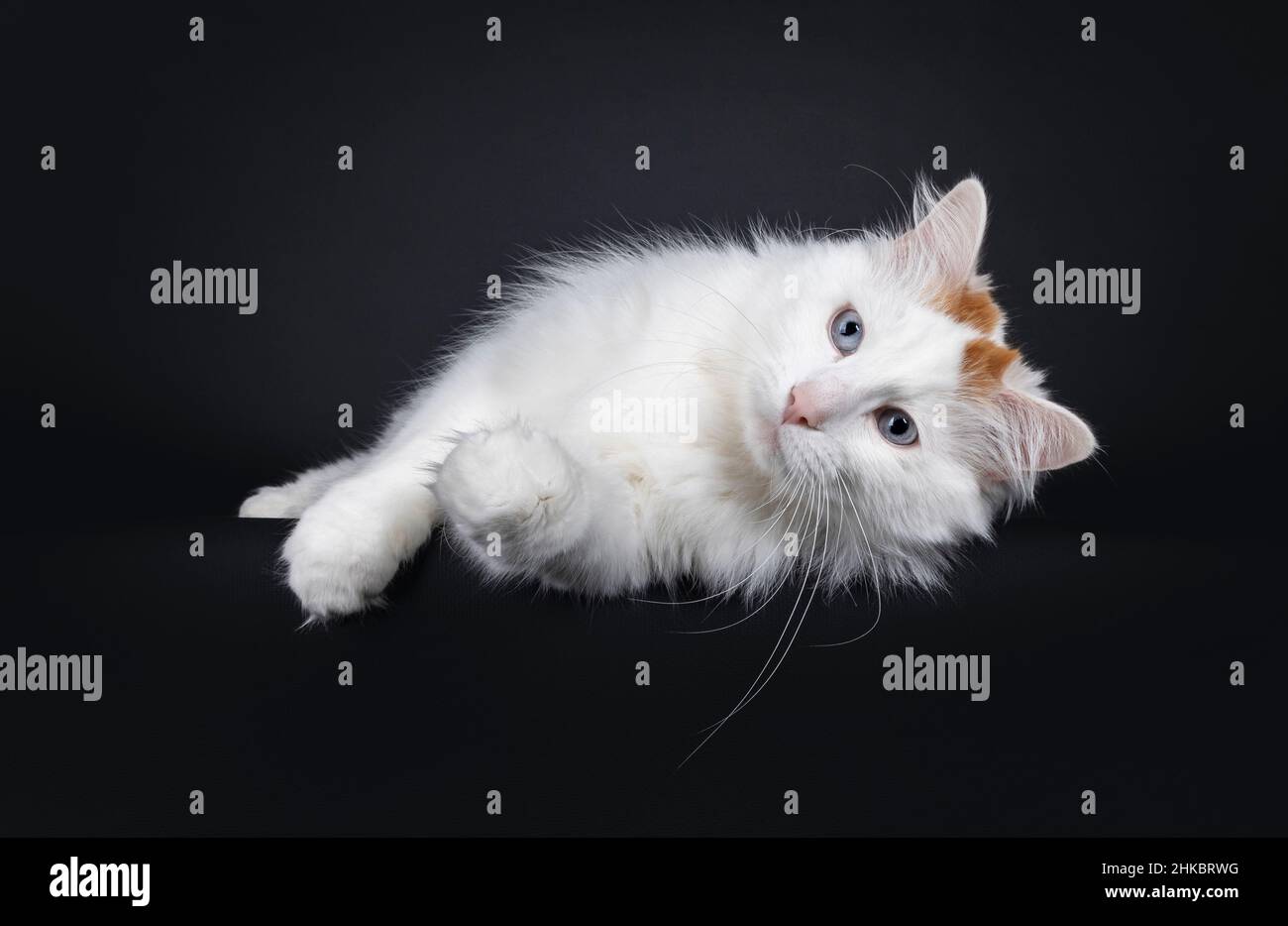Handsome senior Turkish Van cat, laying on the side. Looking away from camera with blue eyes. Isolated on a black background. Stock Photo