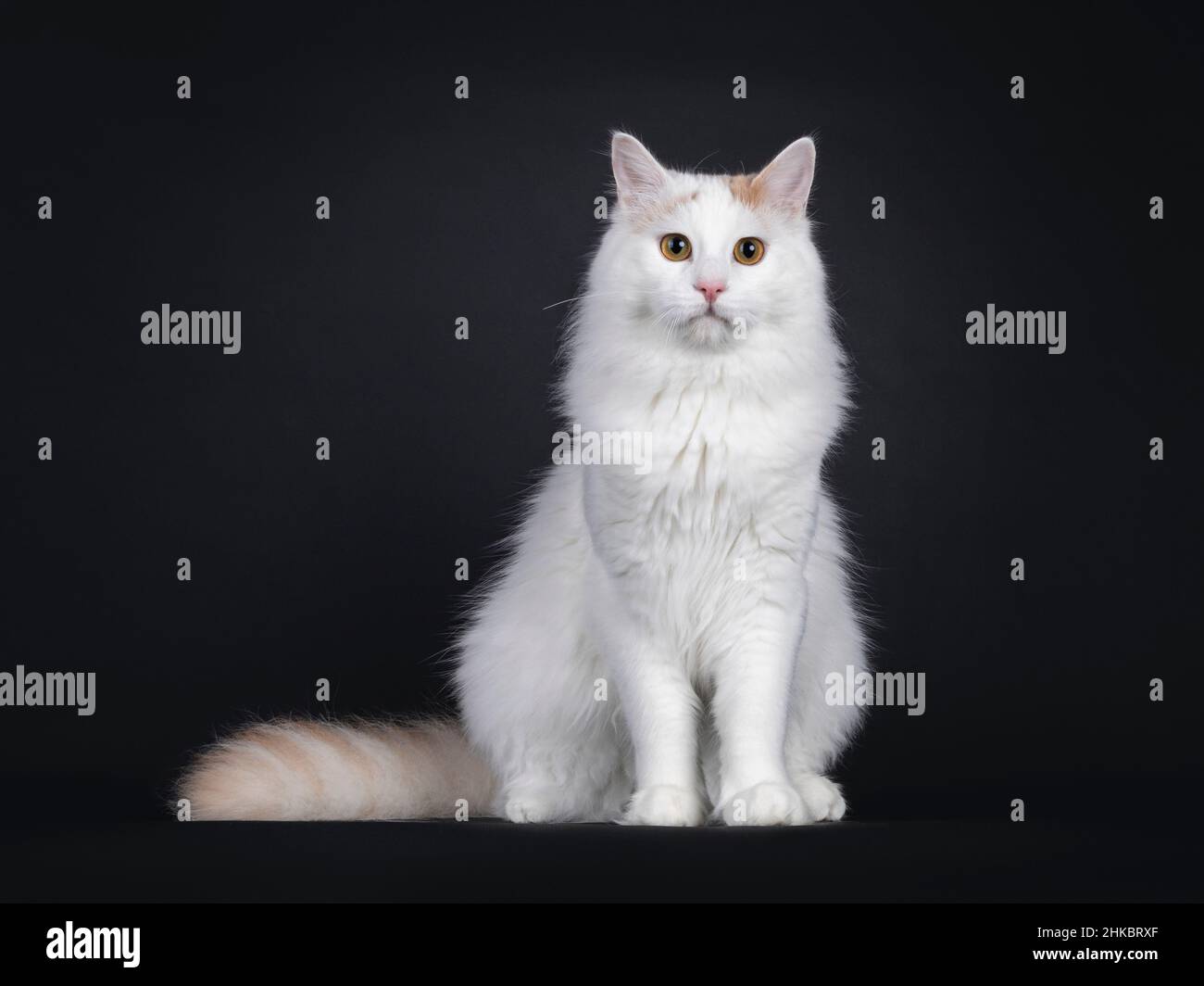Young Turkish Van cat, sitting up facing camera. Looking straight to lens with golden eyes. Isolated on a black background. Stock Photo