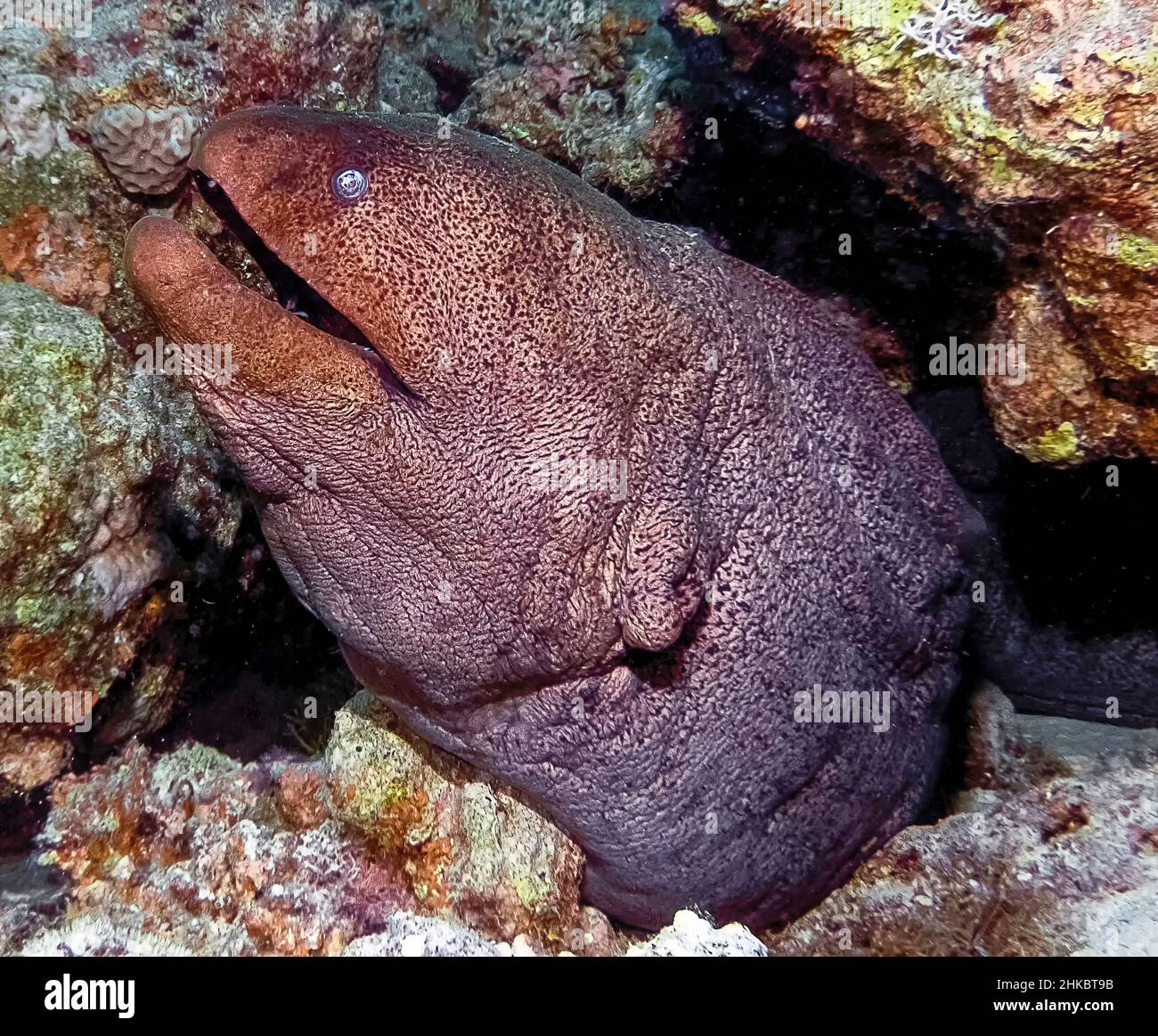 A Giant Moray Eel (Gymnothorax javanicus) in the Red Sea Stock Photo