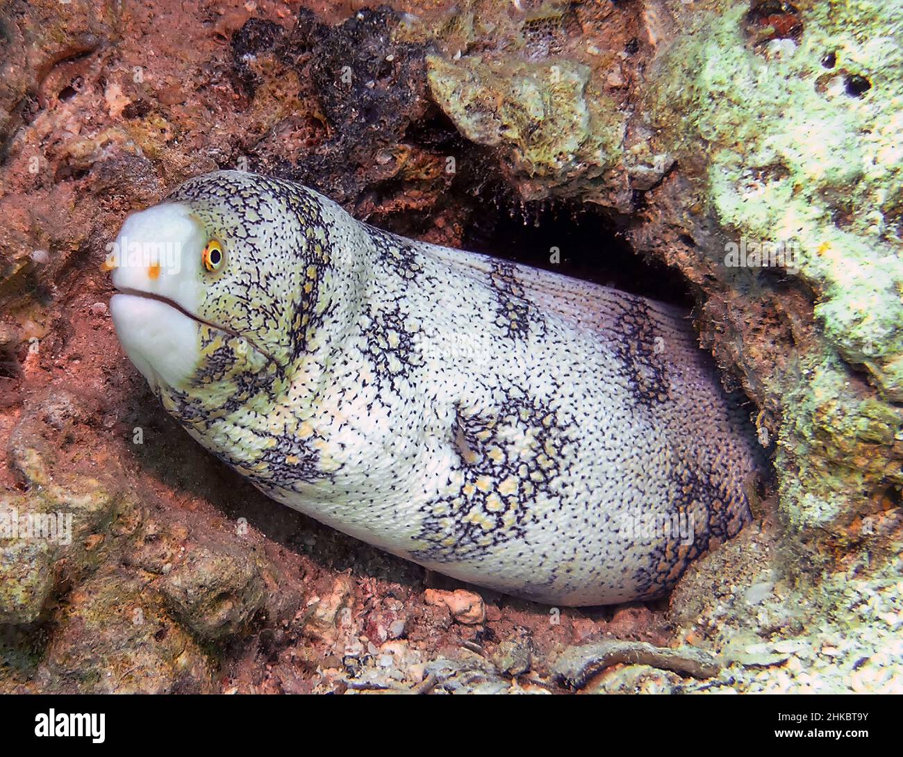 A Snowflake Moray Eel (Echidna nebulosa) in the Red Sea, Egypt Stock Photo