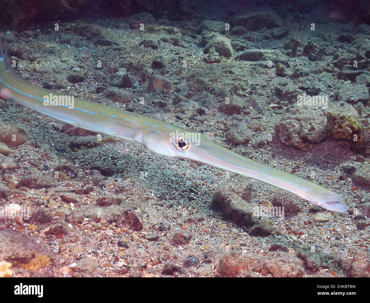 Bluespotted (Fistularia commersonii) in the Red Sea, Egypt