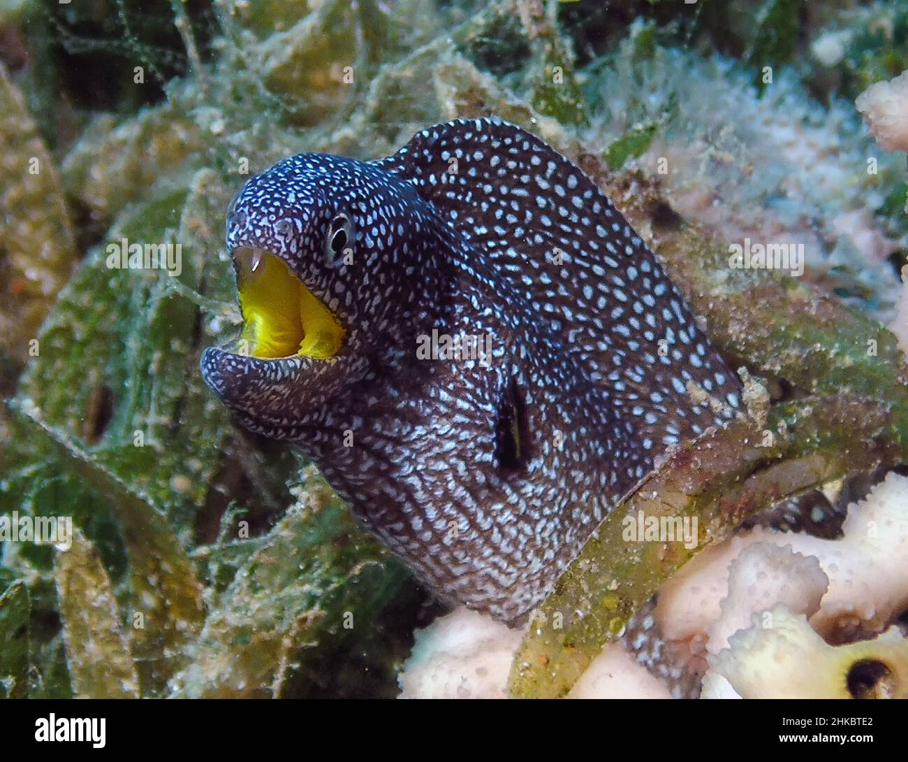 Yellowmouth Moray (Gymnothorax nudivomer) in the Red Sea Stock Photo