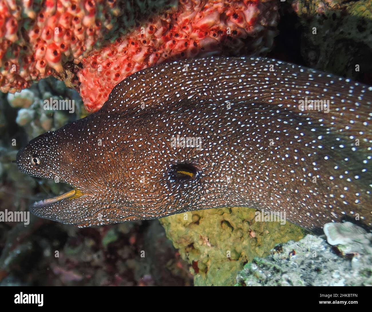 Yellowmouth Moray (Gymnothorax nudivomer) in the Red Sea Stock Photo