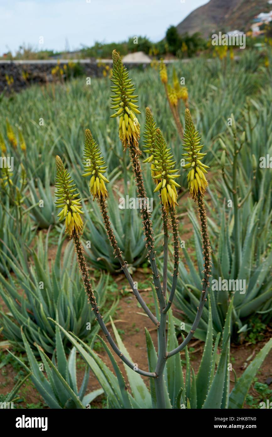 Echte Aloe (Aloe vera), Aloe-Vera-Farm, Hermigua, La Gomera, Kanarische Inseln, Spanien Stock Photo