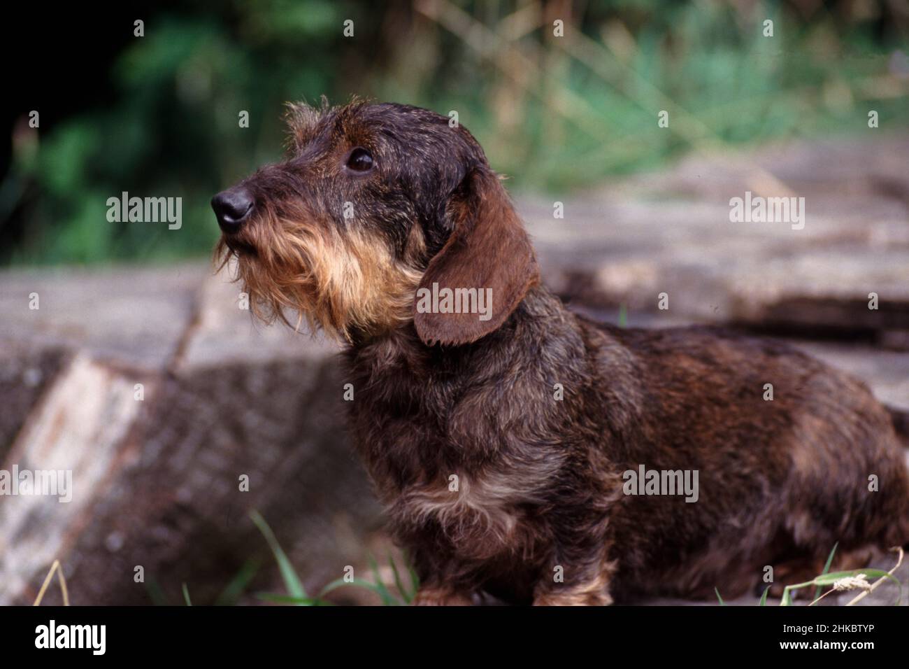 Miniature wire haired dachshund portrait standing on log. Stock Photo