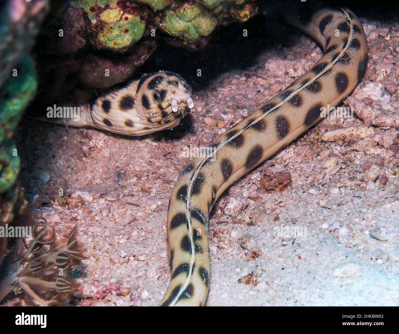 A Spotted Snake Eel (Ophichthus ophis) in the Red Sea, Egypt Stock Photo -  Alamy