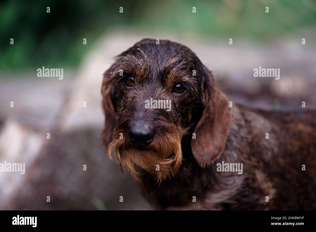 Miniature wire haired dachshund portrait standing on log. Stock Photo