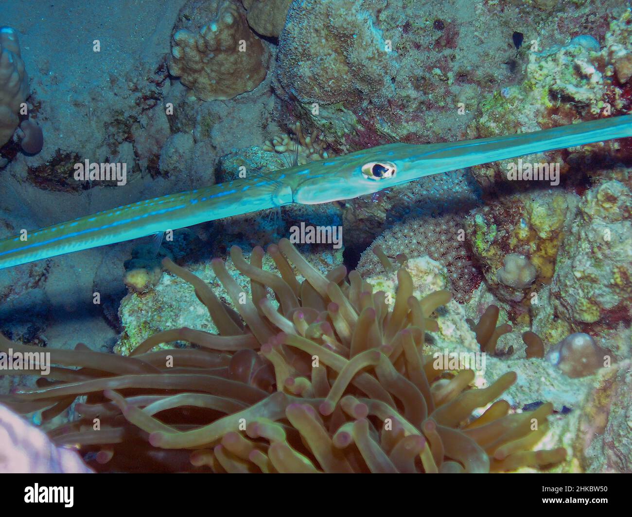 Bluespotted (Fistularia commersonii) in the Red Sea, Egypt