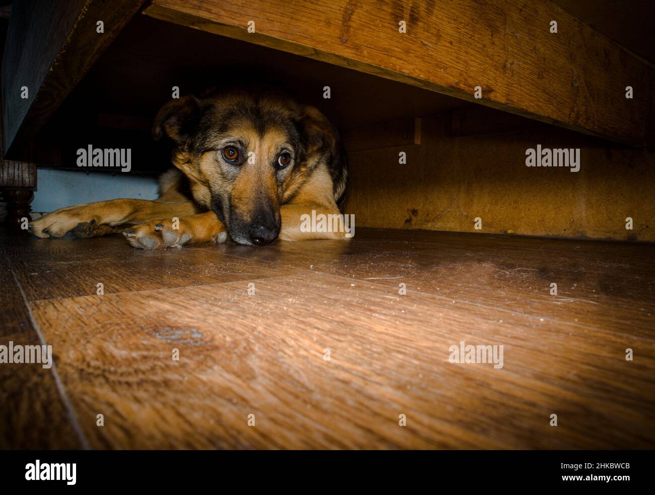 A scared dog, hiding under the bed, in the time of shelling of Kharkiv by russian invaders Stock Photo
