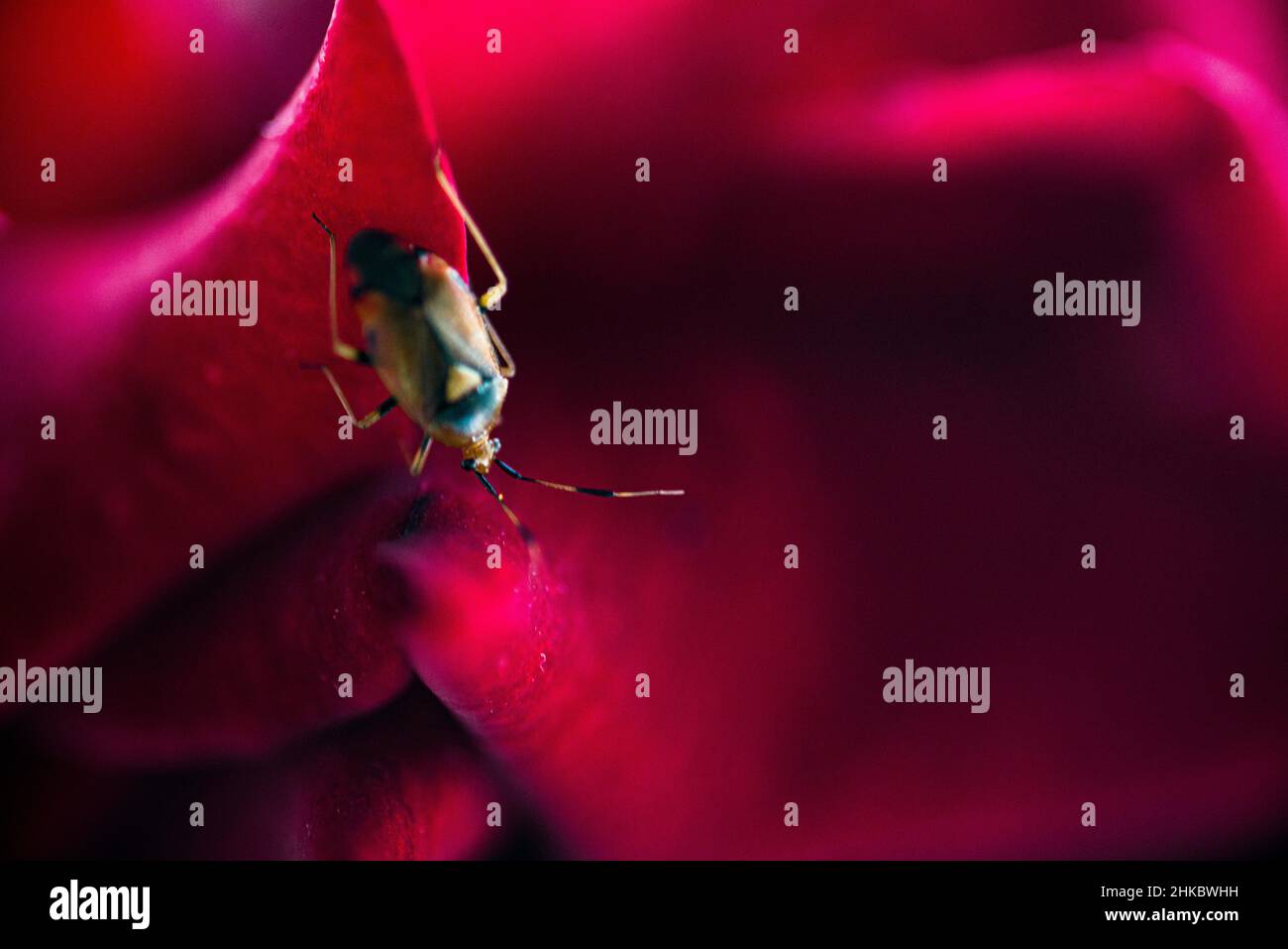 A bug on a rose petals Stock Photo