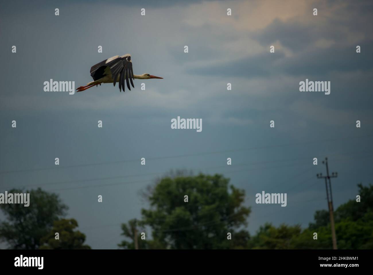 Ukraine, Romny Region, Vovkivtsy village. A stork flight. Stock Photo