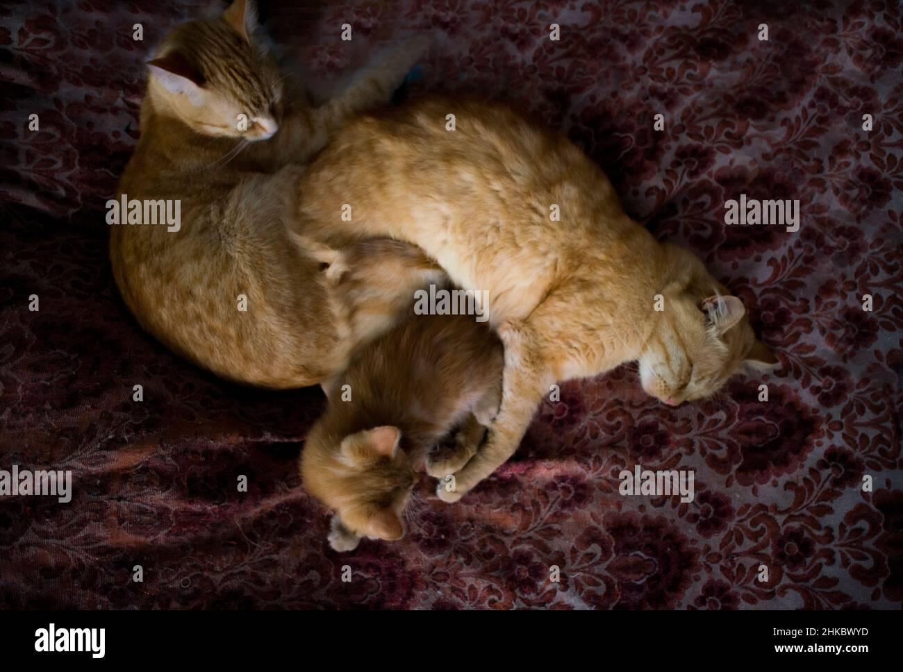 Three red cats of several generations, sleeping tightly snuggled Stock Photo