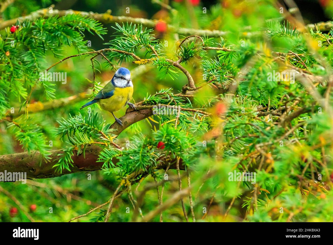 A gorgeous blue tit perched on a branch Stock Photo