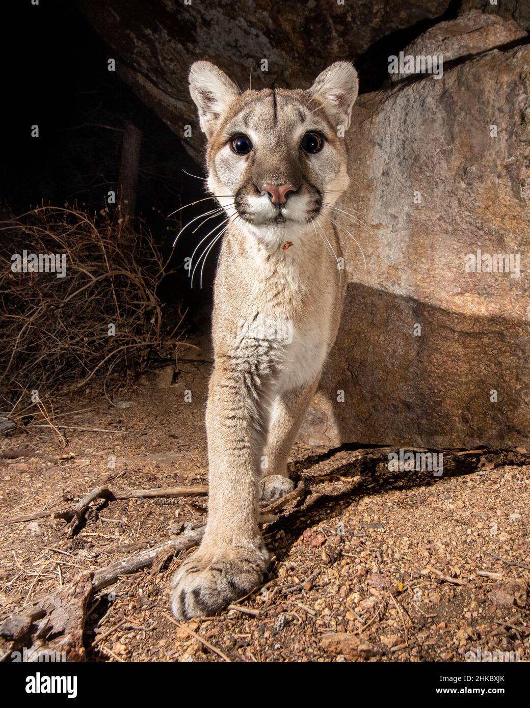 Young Colorado Mountain Lion captured with DSLR camera trap staring at camera. Stock Photo