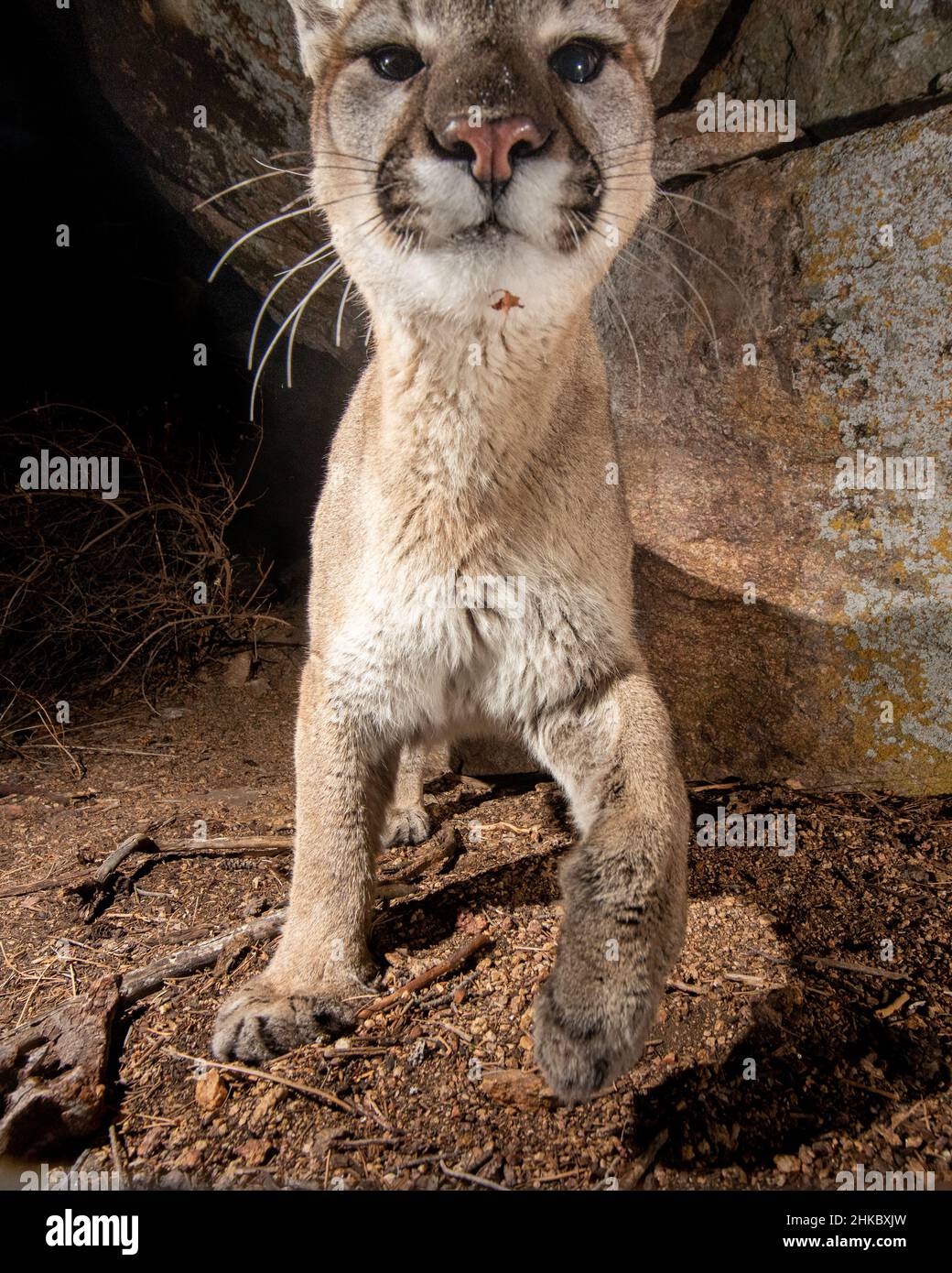 Young Colorado Mountain Lion captured with DSLR camera trap staring at camera. Stock Photo