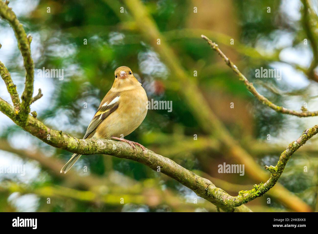 A female chaffinch in a tree in Staffordshire Stock Photo