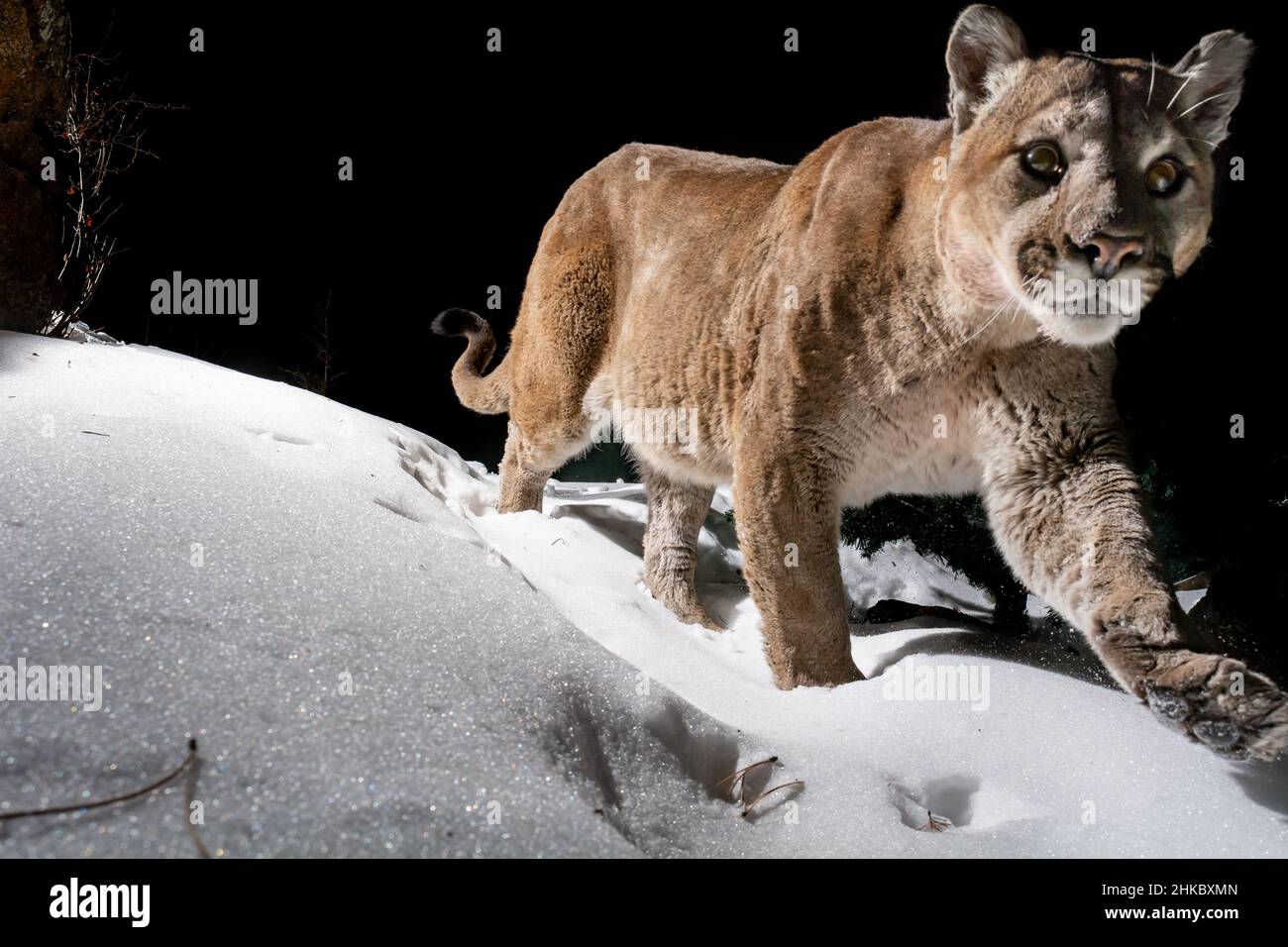 Colorado Mountain Lion captured with a DSLR camera trap walking in the