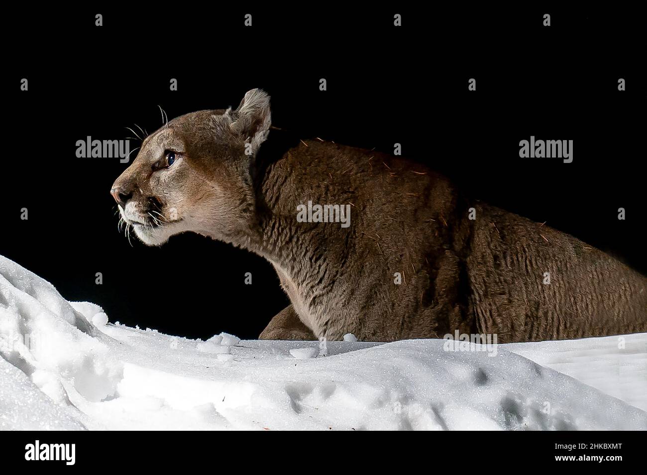 Colorado Mountain Lion captured with a DSLR camera trap walking in the