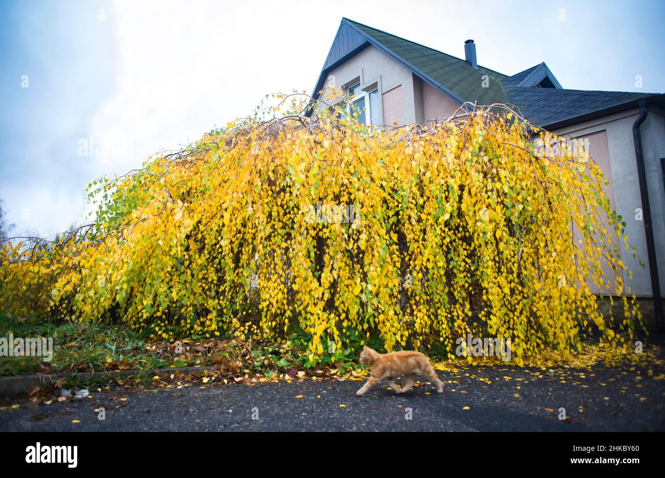 Yellow decorative dwarf birch tree in the urban landscape, with a red cat at the front Stock Photo