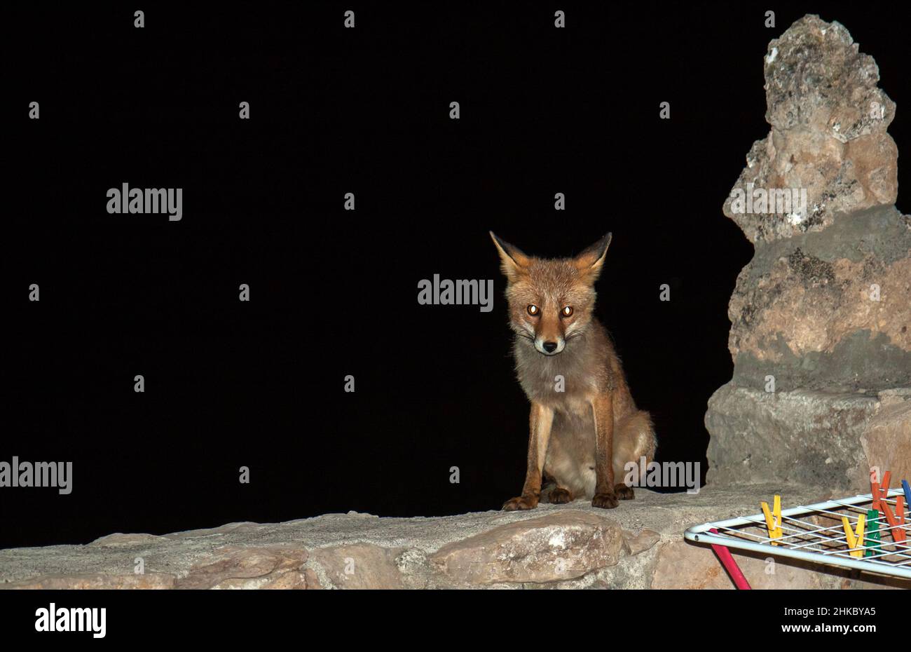 Fox hunting at night Stock Photo Alamy