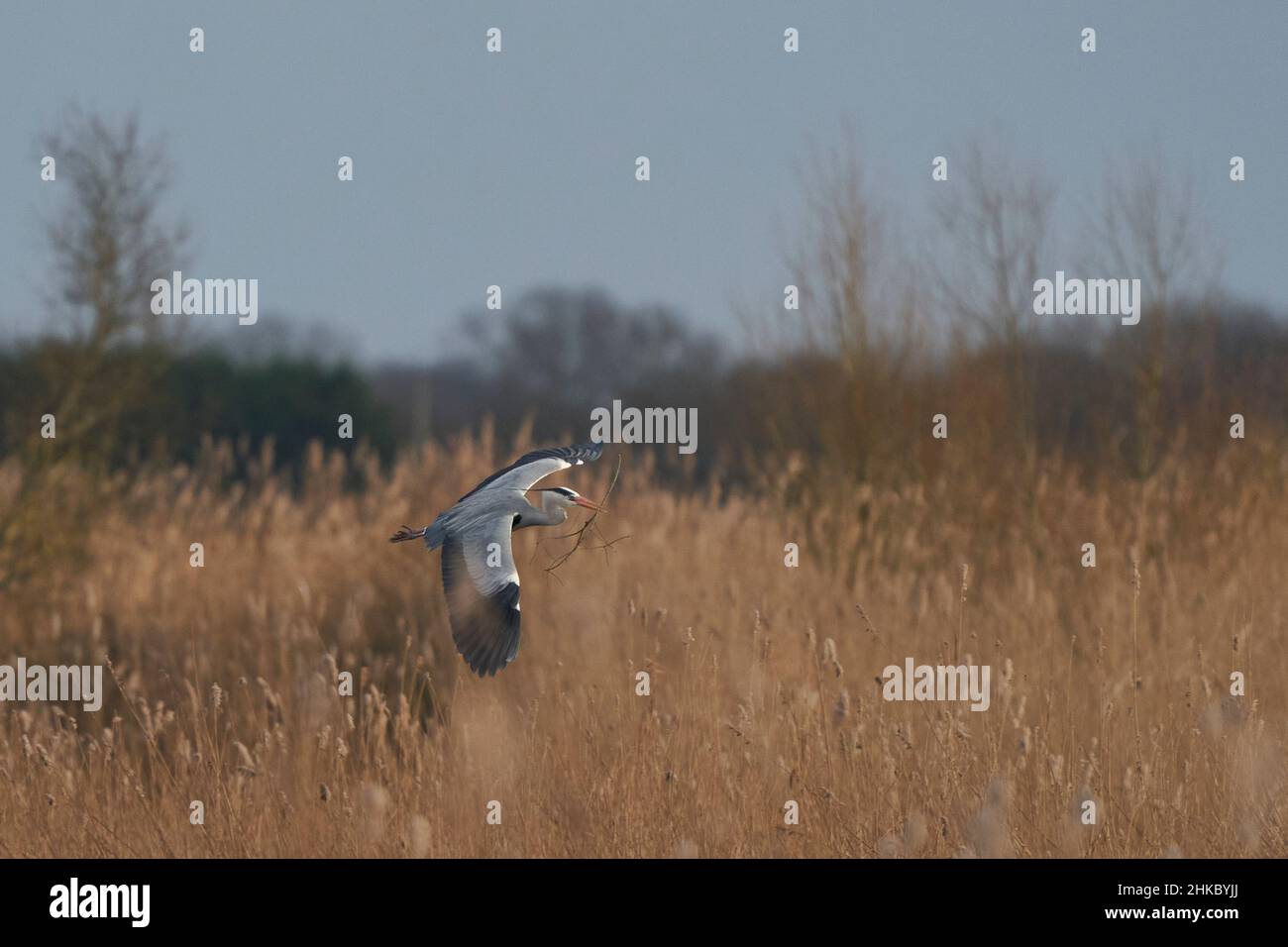 Grey Heron (Ardea cinerea) flying low over a reed bed whilst collecting nesting material at Ham Wall in Somerset, England, United Kingdom. Stock Photo