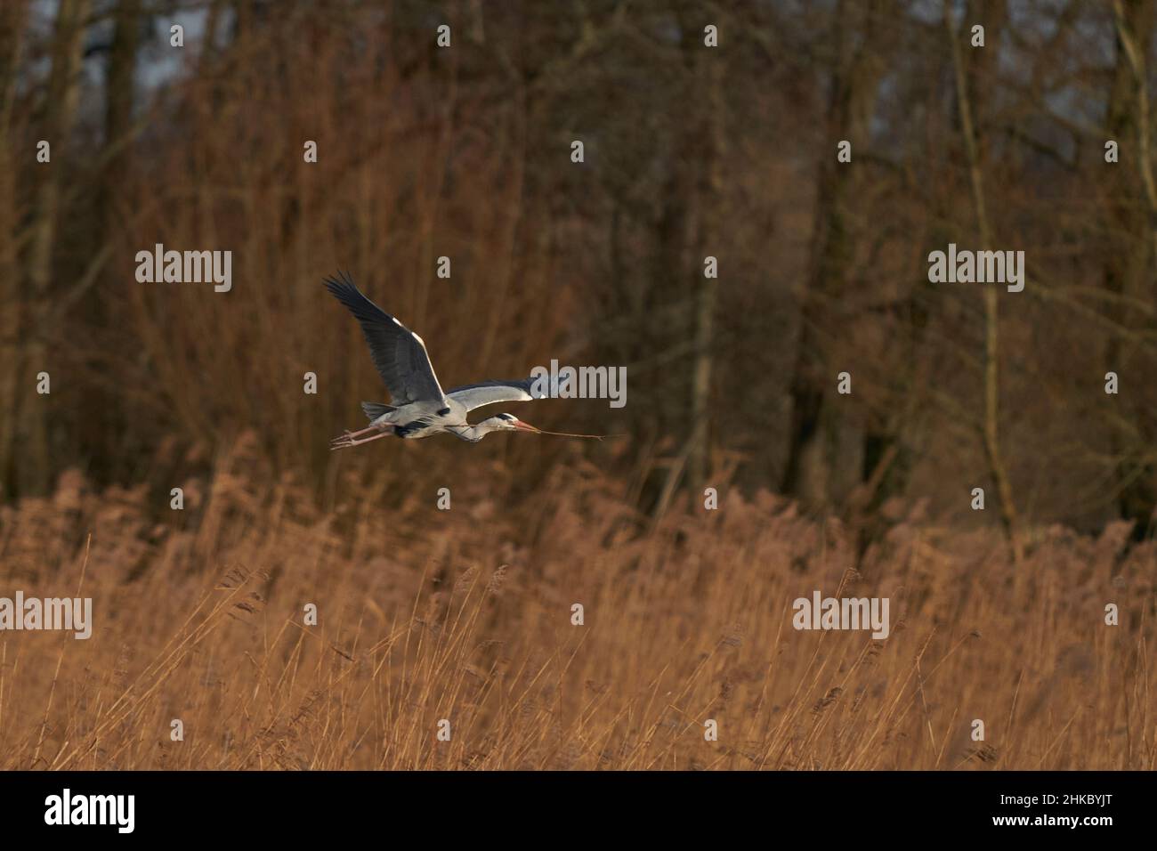 Grey Heron (Ardea cinerea) flying low over a reed bed whilst collecting nesting material at Ham Wall in Somerset, England, United Kingdom. Stock Photo