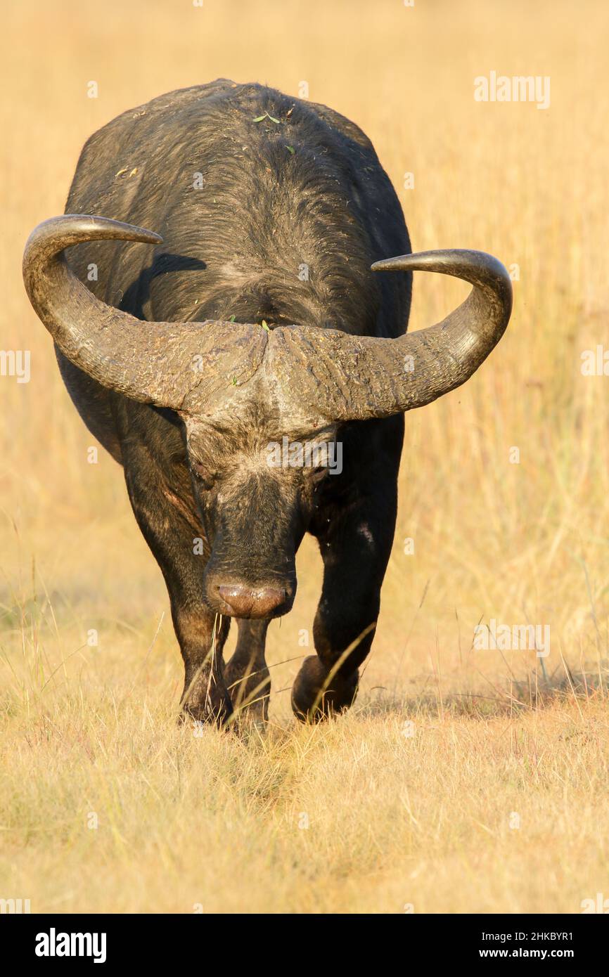 African buffalo, South Africa Stock Photo - Alamy