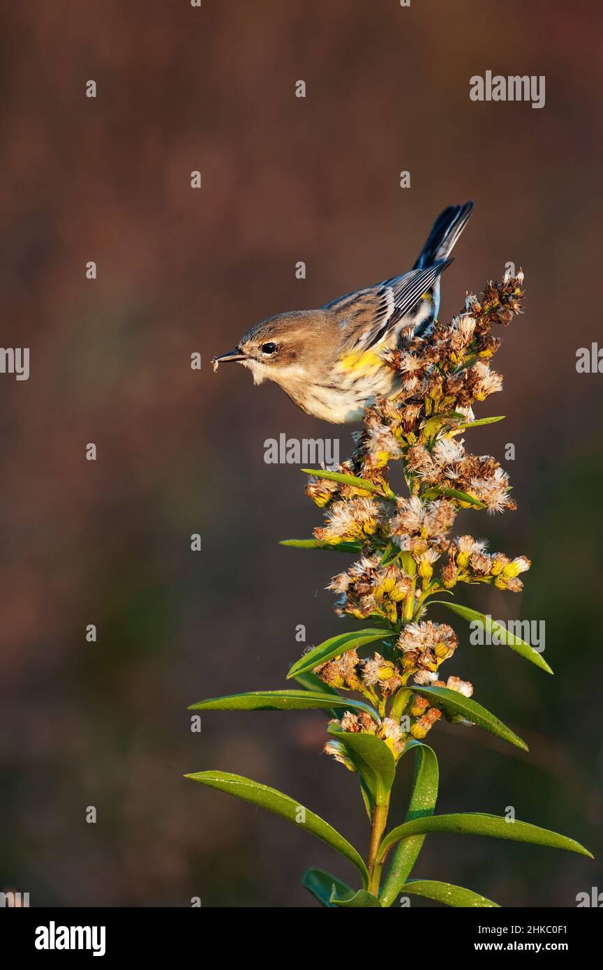 Yellow rumped warbler foraging on late autumn seaside goldenrod Stock Photo