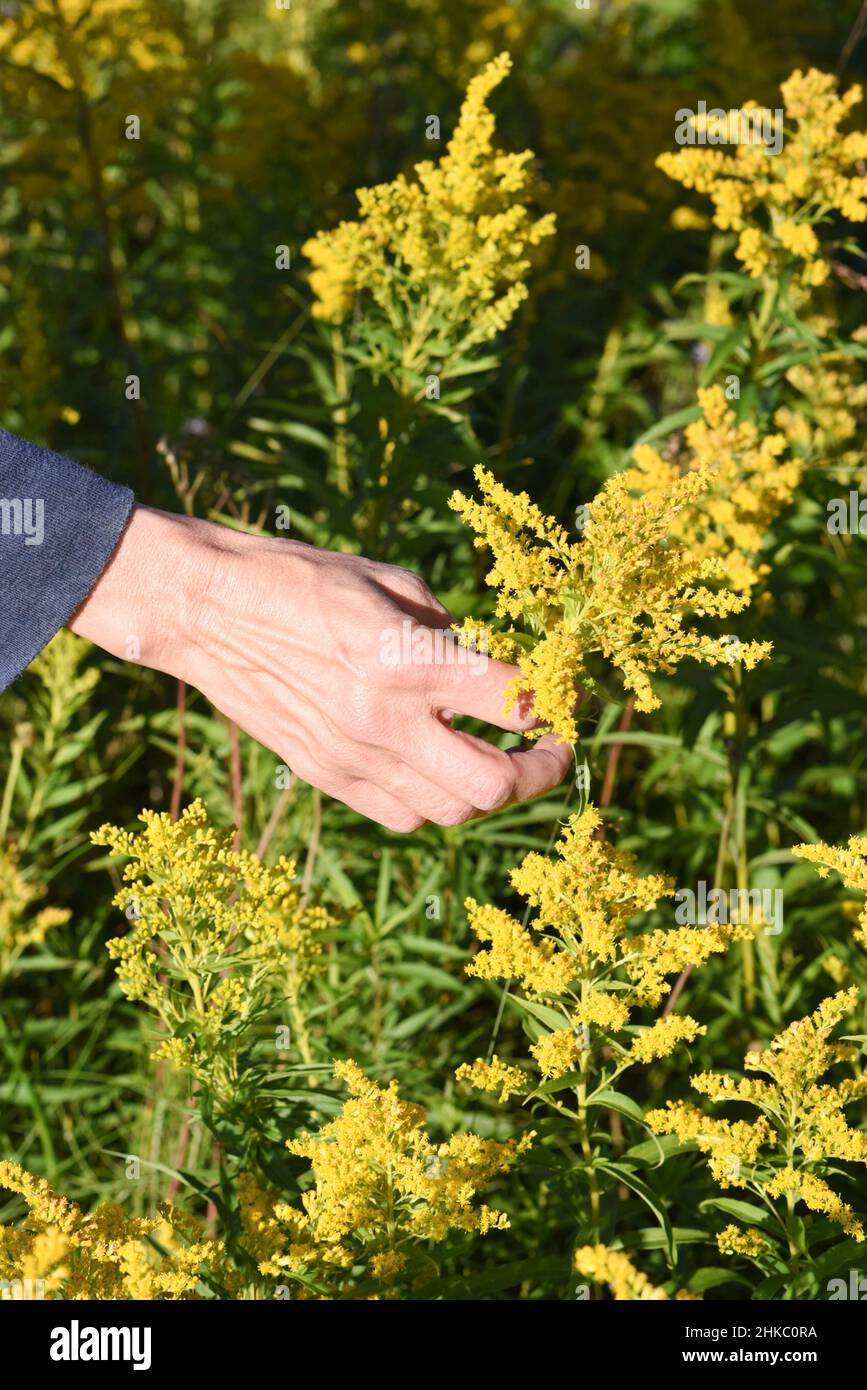 Woman hand picking flowers Stock Photo