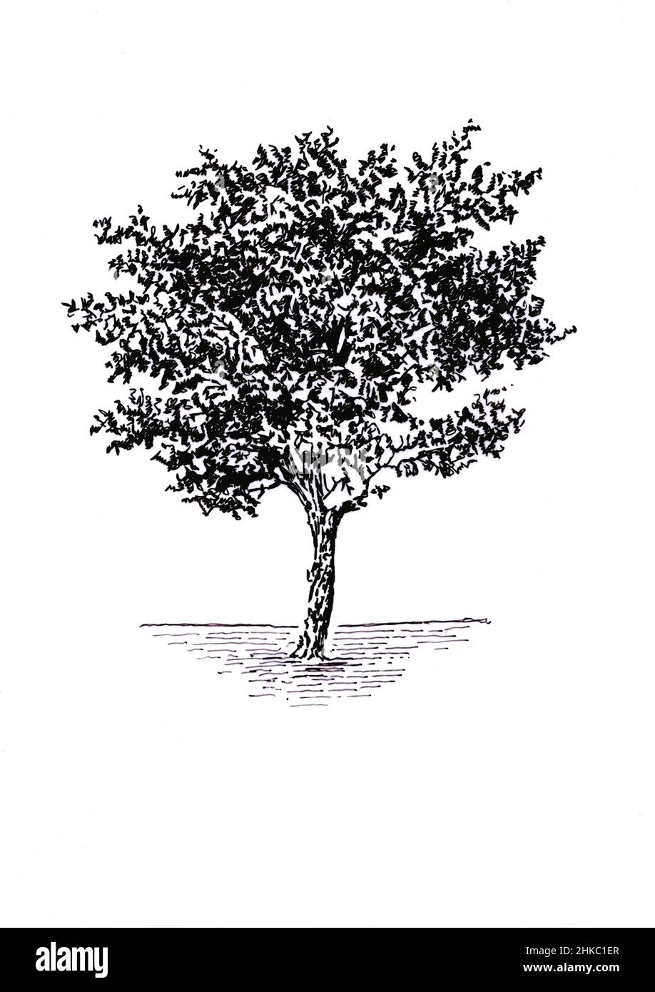 Fruit Tree Vector Illustration Stock Vector Image  Art  Alamy