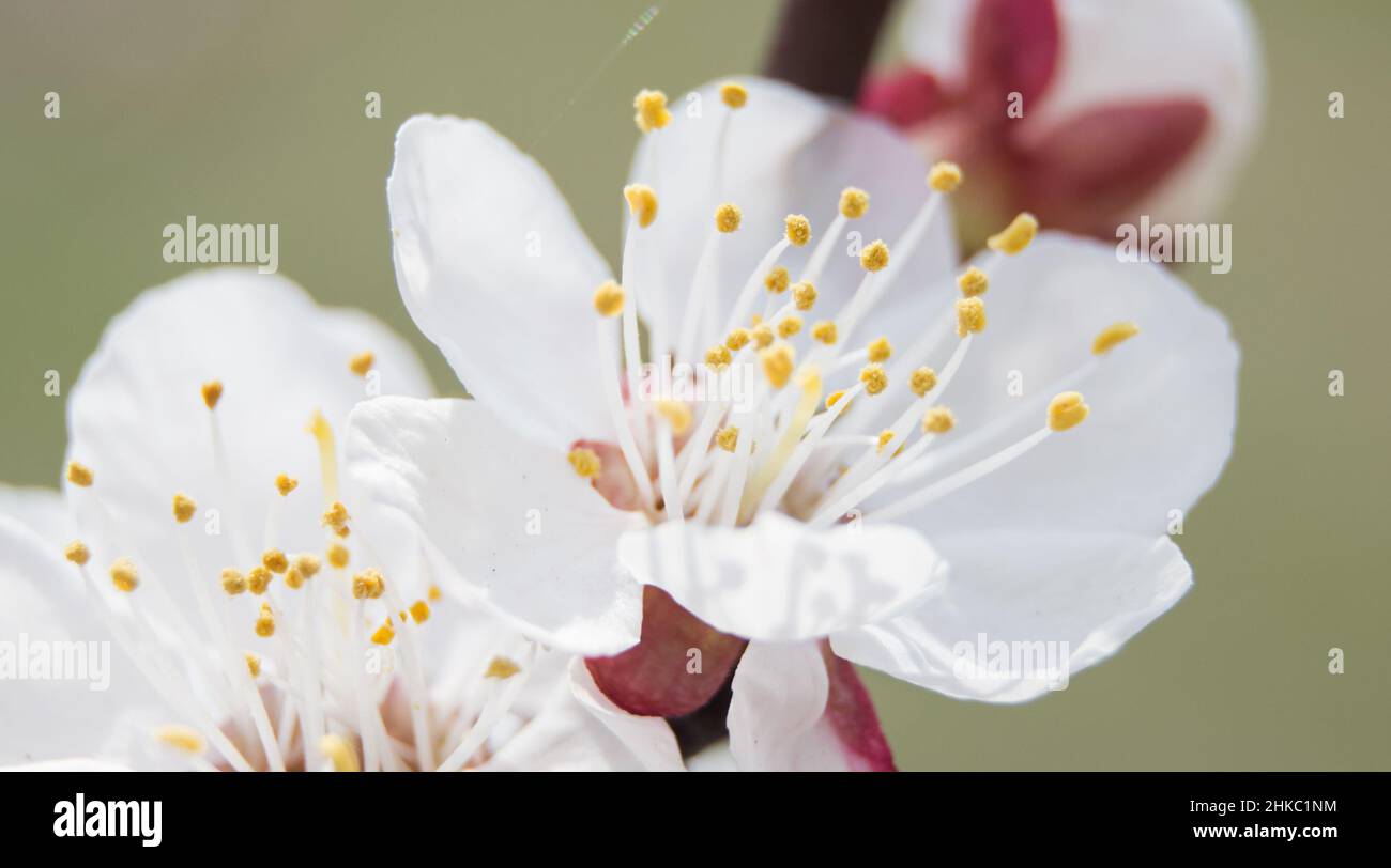 Soft focus on cherry blossom hi-res stock photography and images - Alamy