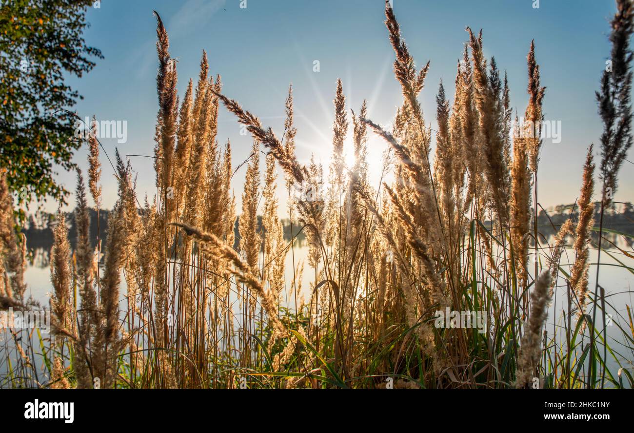 Lake view reeds grass flower hi-res stock photography and images - Alamy