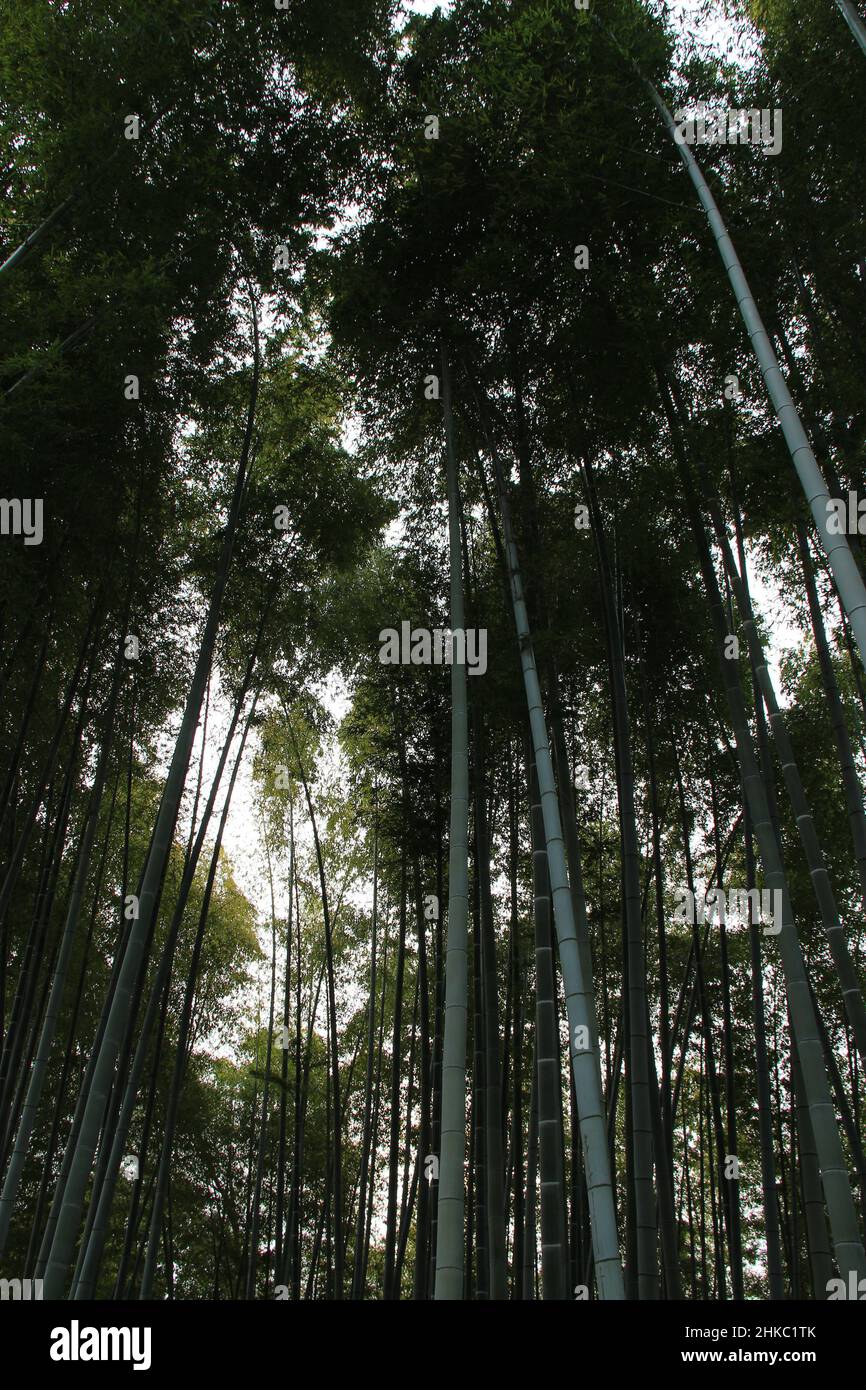 bamboo forest in kyoto in japan Stock Photo Alamy