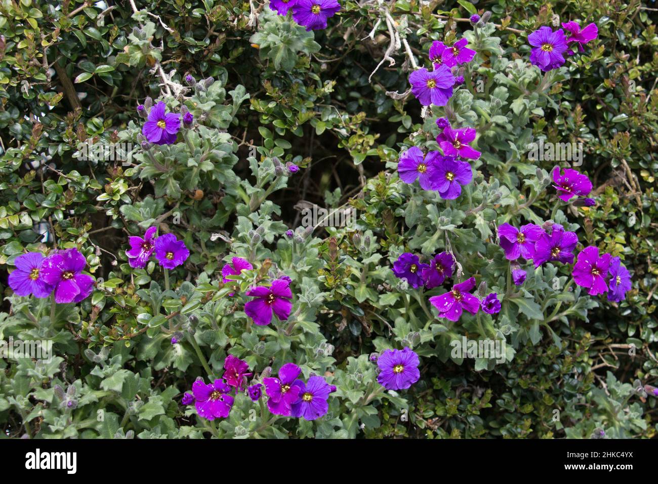 A group of purple Aubretia flowers, Aubrieta cultorum, Purple Cascade flowering in early summer Stock Photo