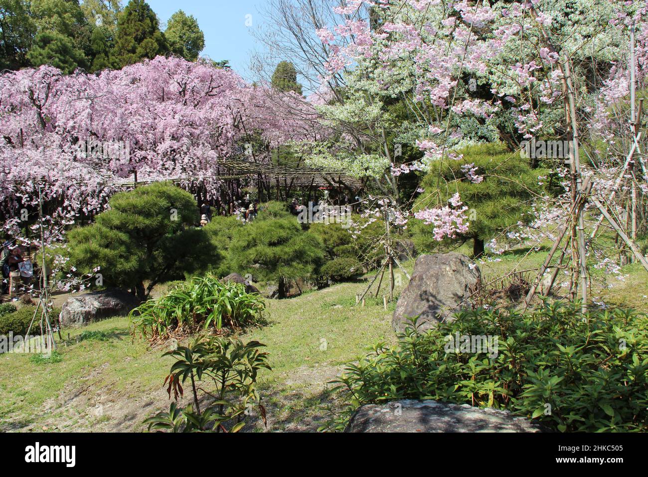 blooming cherry tree in kyoto in japan Stock Photo Alamy