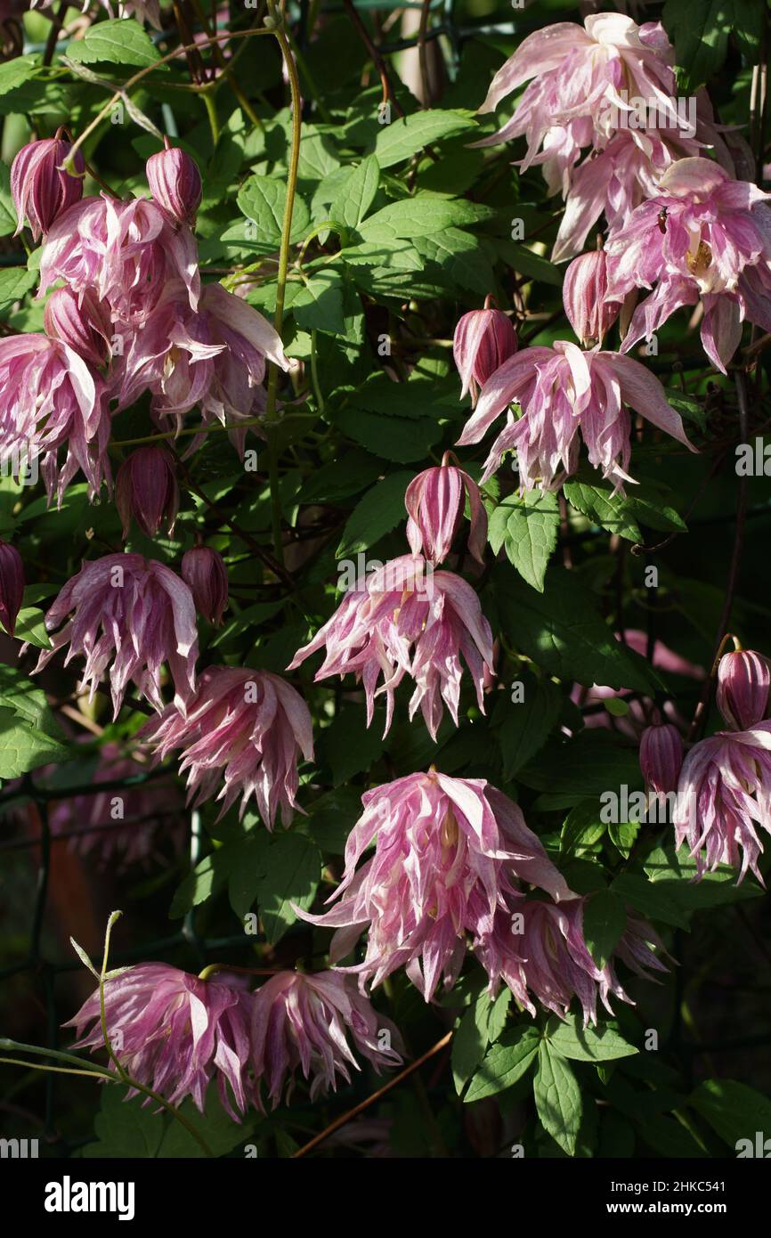 Double Atragene (clematis) variety Purple Dream blooms in the garden. Beautiful summer flowers in a vertical garden gardening. Stock Photo