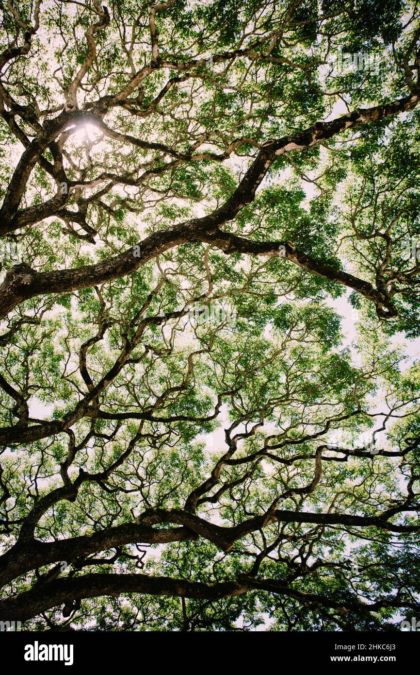 Koa Tree Branches Spread and Reach To The Sky Stock Photo