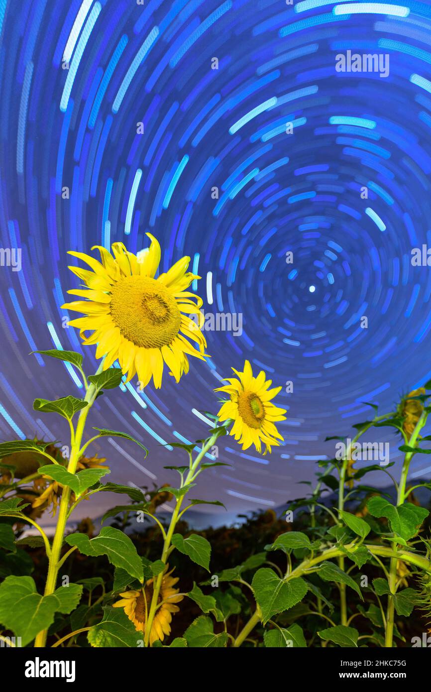 Vincent van gogh sunflower field hi-res stock photography and images - Alamy