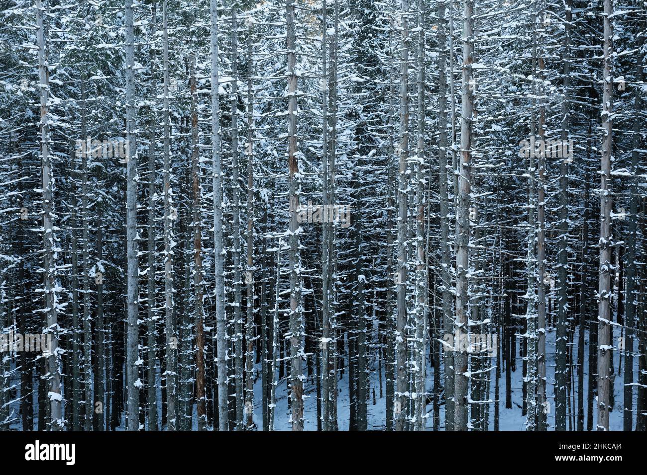 Tall dense old spruce trees hi-res stock photography and images - Alamy