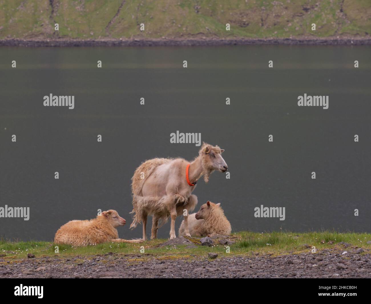 Sheep family and sheep losing their fur in front of the fjord. Faroe
