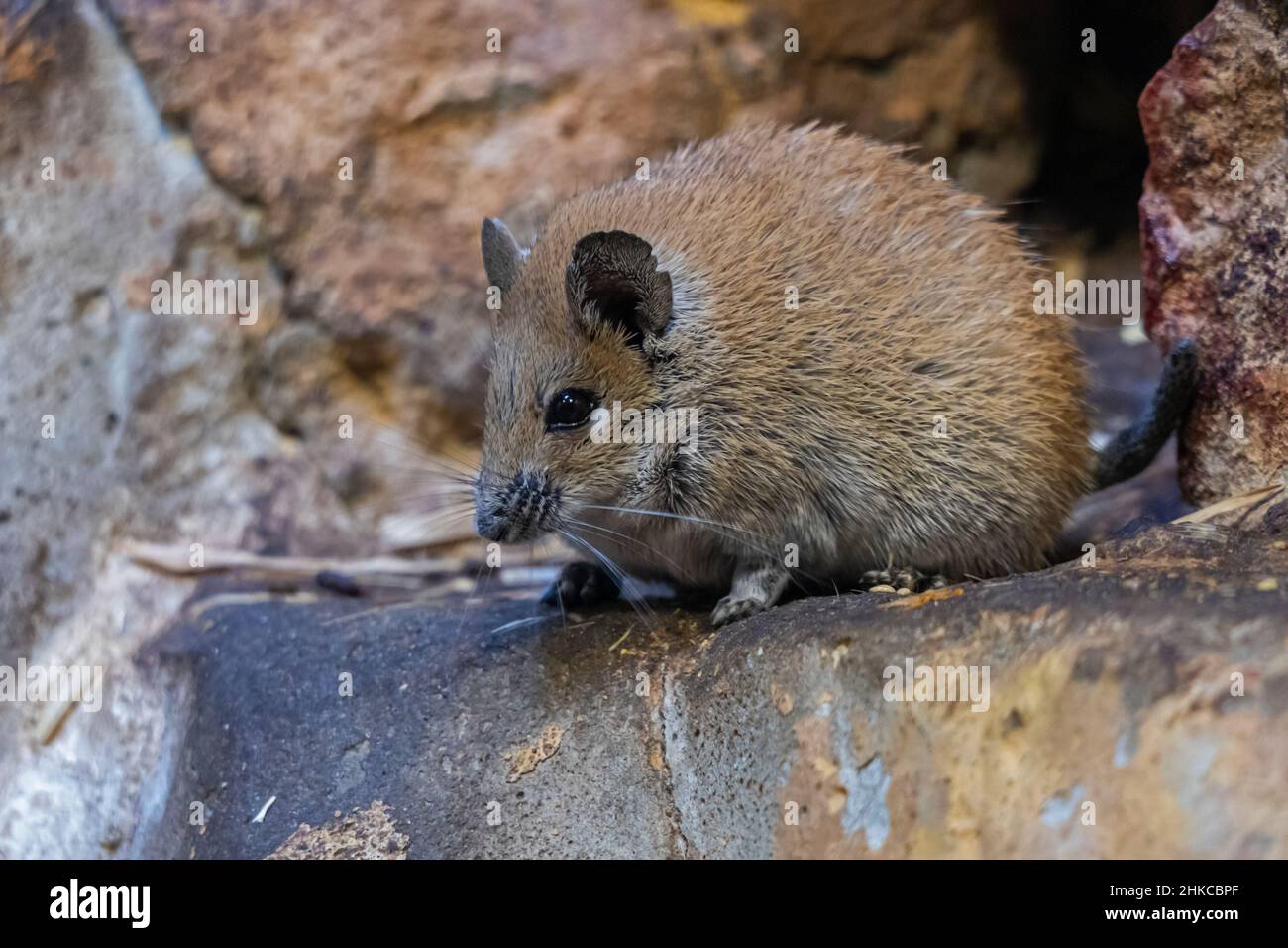 A golden spiny mouse (Acomys russatus) common in Egypt and much of the Middle East, including Jordan, Israel, Oman, Saudi Arabia, and Yemen. Stock Photo