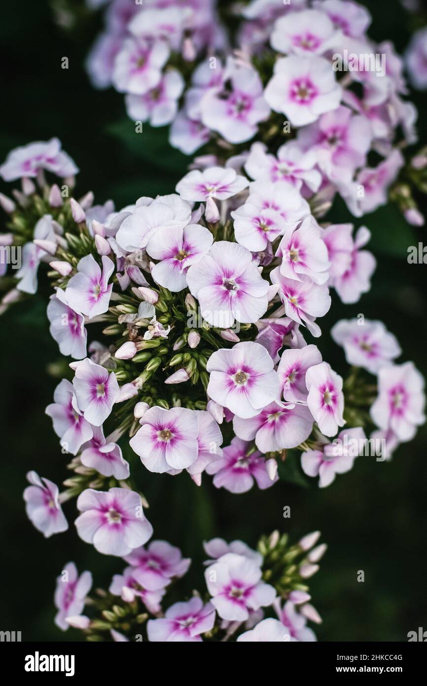 Pink garden phlox flowers closeup, Phlox paniculata blooming Stock Photo