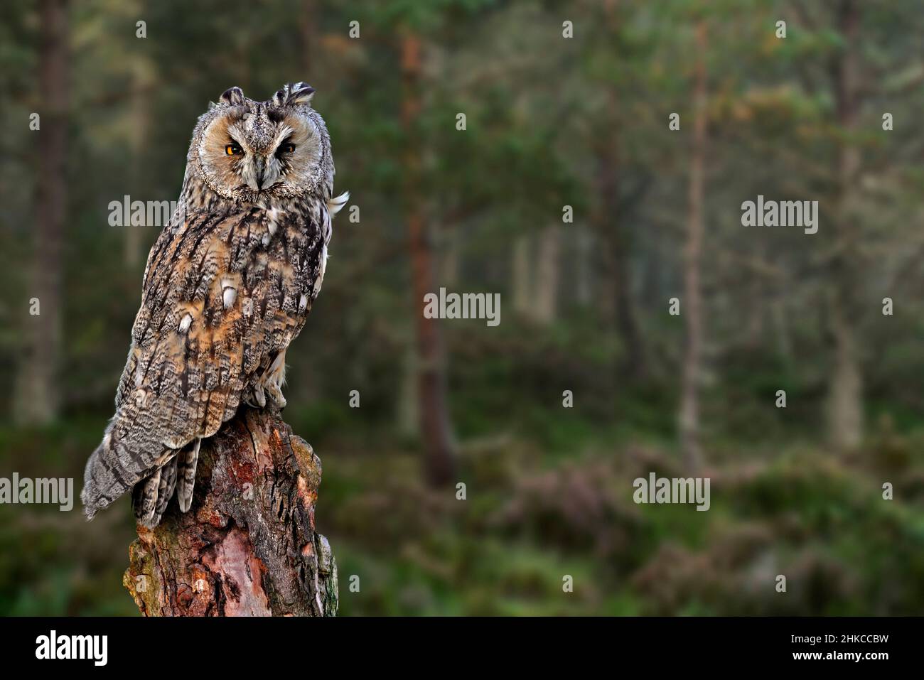Long-eared owl (Asio otus) perched on tree stump at edge of pine forest at dusk Stock Photo