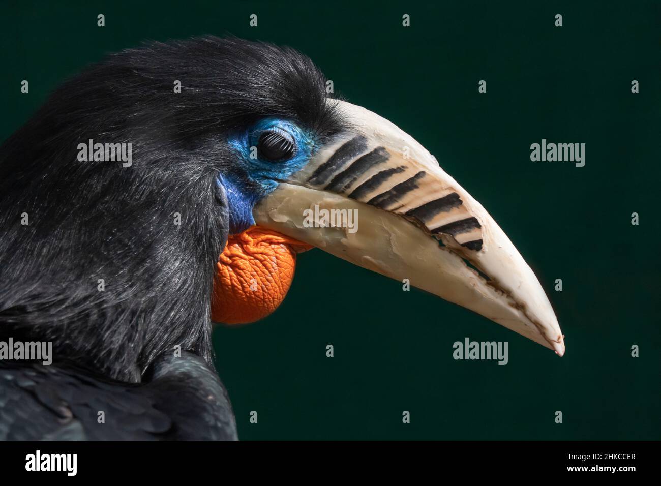 A rufous-necked hornbill (Aceros nipalensis) endemic to Bhutan and northeastern India, especially in Arunachal Pradesh, Indian Subcontinent and Southeast Asia. Stock Photo