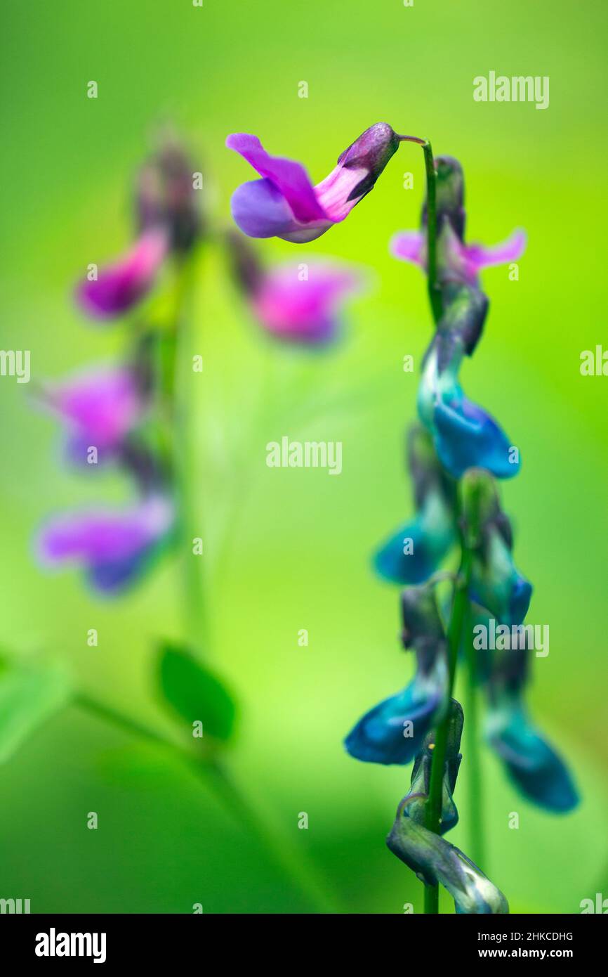 Spring pea or Spring bitter-vetch (Lathyrus vernus) flowering wild plant, Germany Stock Photo