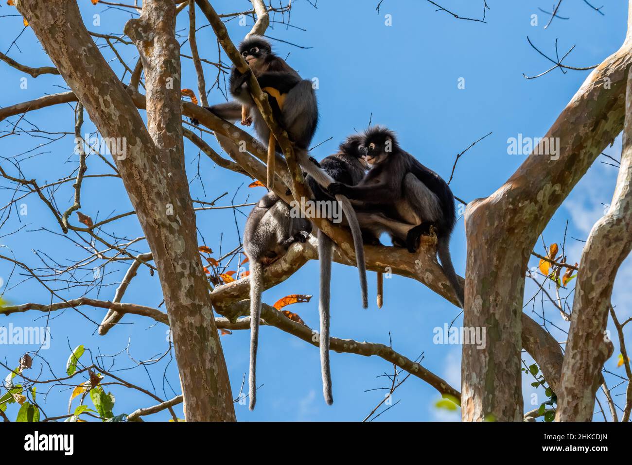 dusky leaf monkeys in tropical rainforest Stock Photo - Alamy