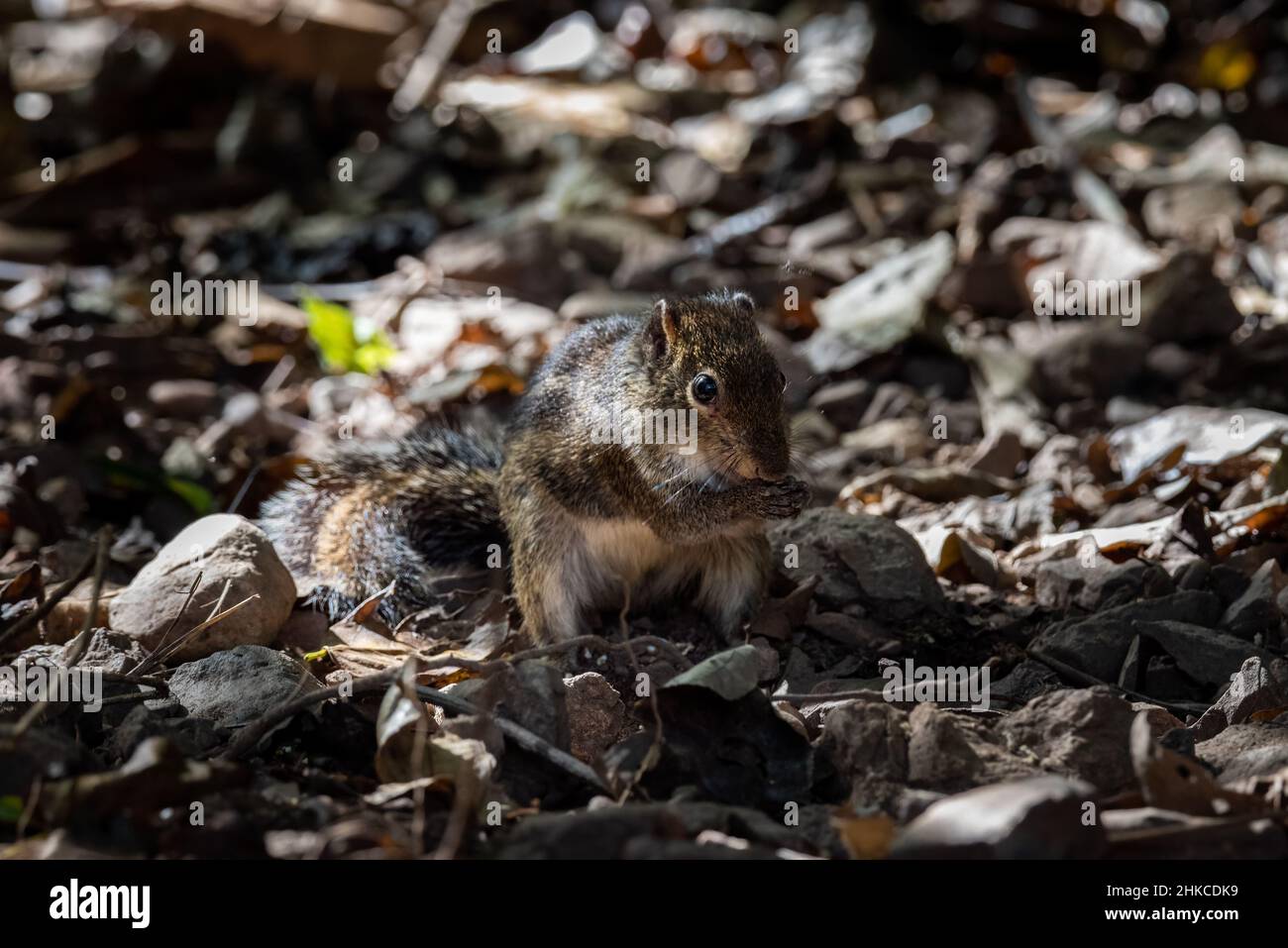 profile view of a Grey-bellied Squirrel (Callosciurus caniceps). Stock Photo